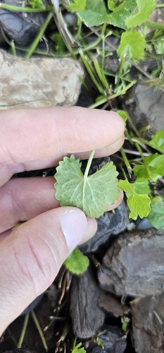 Centella asiatica observed 2026-10-25