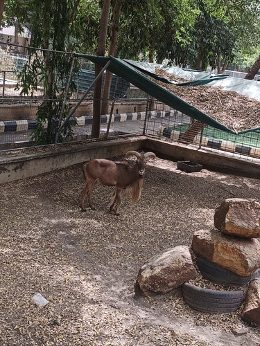 Aoudad