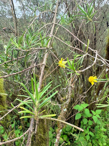Trigonopterum laricifolium observed 2026-10-24