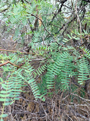 Prosopis juliflora observed 2026-10-24