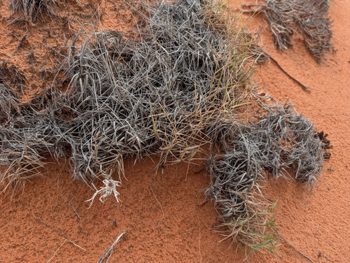 Muhlenbergia pungens, 2026-10-24