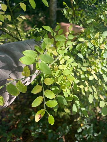 Vaccinium parvifolium, 2026-10-24