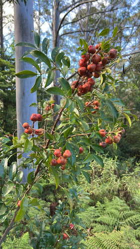Synoum glandulosum observed 2026-10-25