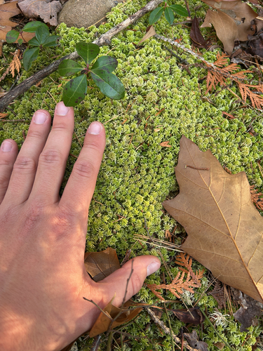 Sphagnum capillifolium observed 2026-10-24