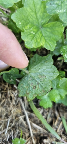 Hydrocotyle hirta, 2026-10-25