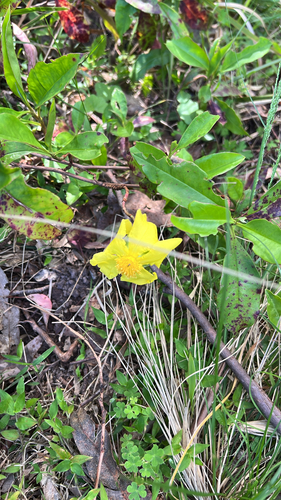 Hibbertia scandens observed 2026-10-25