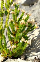 Erica spectabilis