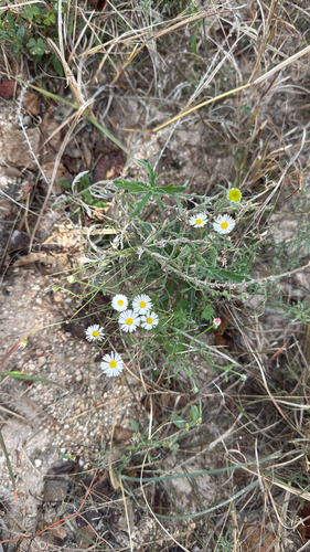 Plains fleabane