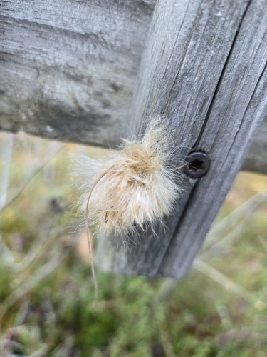 Eriophorum observed 2026-10-24