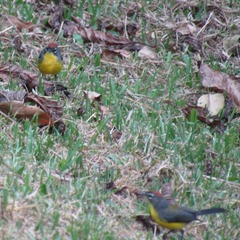 Myioborus brunniceps