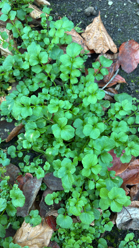 Cardamine hirsuta observed 2026-10-24