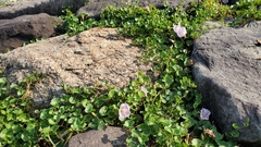 Calystegia soldanella