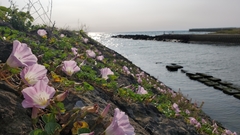 Calystegia soldanella