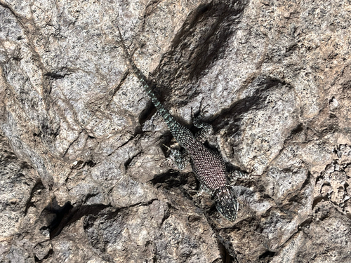 Sceloporus jarrovii observed 2026-10-24