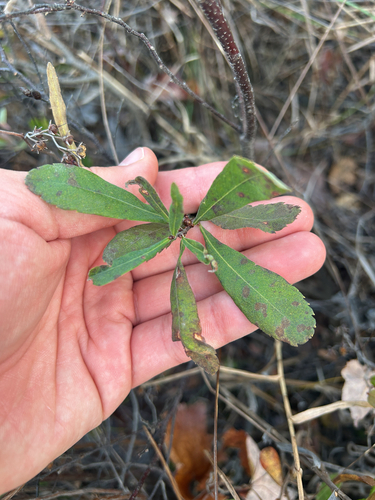 Myrica gale observed 2026-10-24