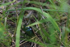 Trypocopris vernalis