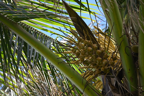 Cocos nucifera observed 2026-10-20