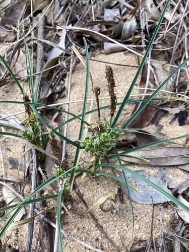 Carex pumila observed 2026-10-25