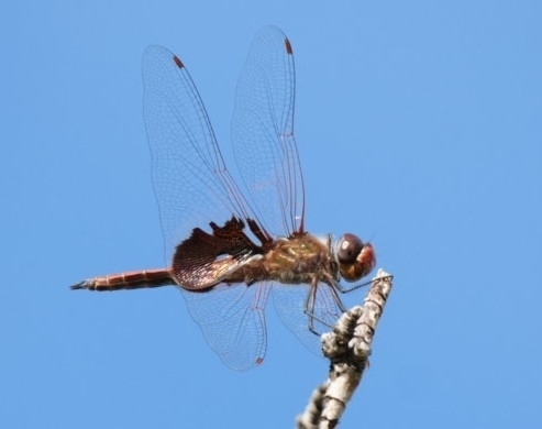 Red Saddlebags