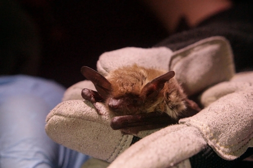 Fringed Myotis