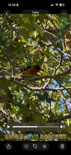 Black-headed Grosbeak