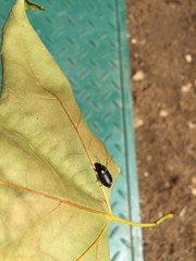 Amara aenea