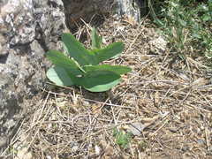 Bupleurum rotundifolium