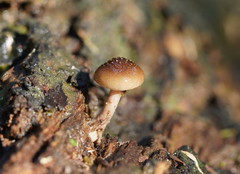 Armillaria hinnulea
