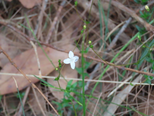 Mitrasacme polymorpha observed 2026-10-18