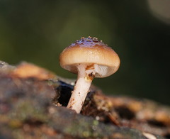 Armillaria hinnulea