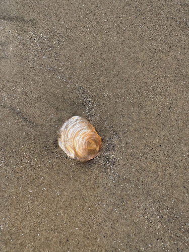 Anomia simplex, 2026-10-24