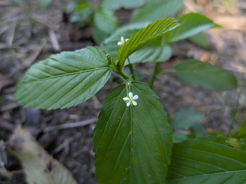 Caperonia palustris observed 2026-10-24