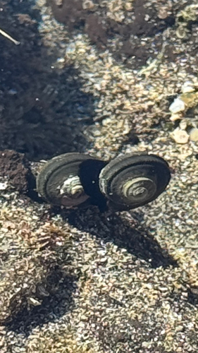 Turbo smaragdus observed 2026-10-25