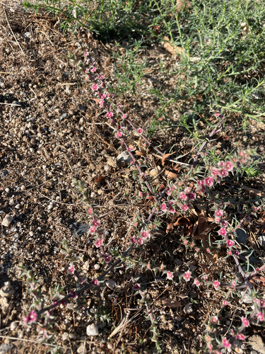 Salsola kali observed 2026-10-24