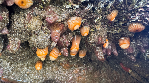 Actinothoe observed 2026-10-25