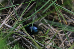 Trypocopris vernalis