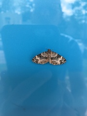 Lobophora nivigerata