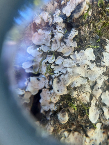 Tree Stipplescale