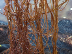 Gracilariopsis