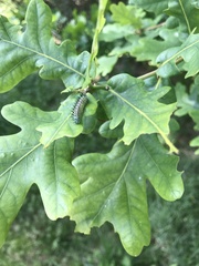 Periclista pubescens