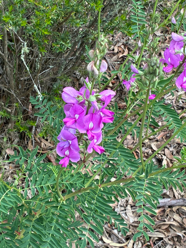 Swainsona galegifolia observed 2026-10-17