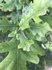 Periclista pubescens