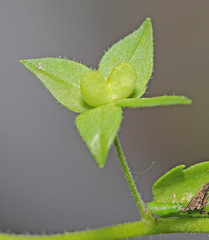 Veronica biloba