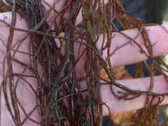 Gracilariopsis