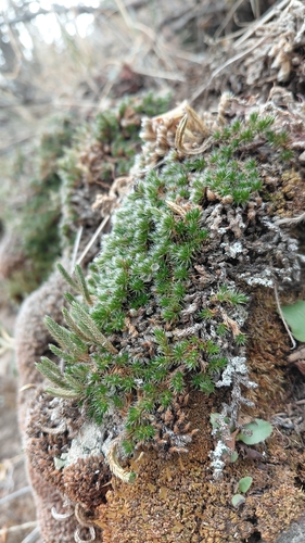 Selaginella densa observed 2026-10-24