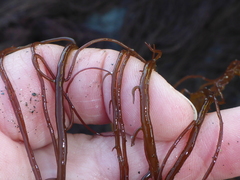 Gracilariopsis