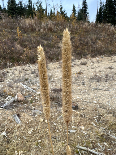 Phleum pratense observed 2026-10-24