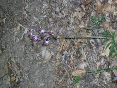 Himantoglossum comperianum