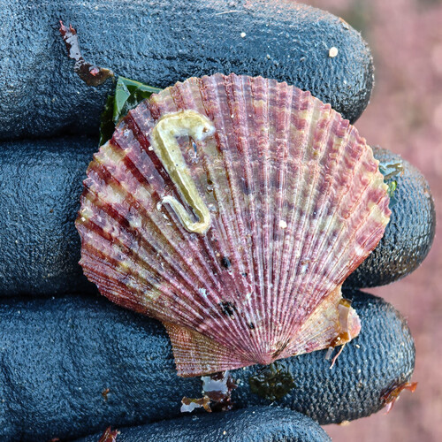 Aequipecten opercularis observed 2026-10-21