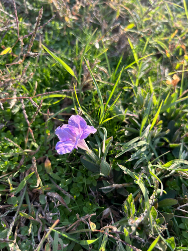 Ruellia humilis observed 2026-10-24